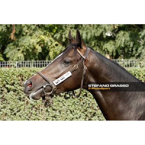 N. Xaar and Ginger Tree sold at Euro 50.000 and consigned by All. Casotto Settimo Milanese, 20th sept. 2008 ph. Stefano Grasso