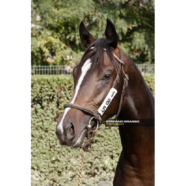 N. Xaar and Ginger Tree sold at Euro 50.000 and consigned by All. Casotto Settimo Milanese, 20th sept. 2008 ph. Stefano Grasso