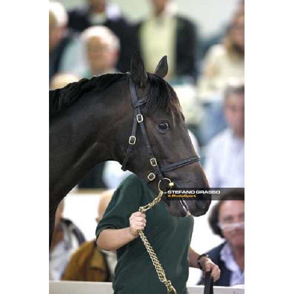 Lot 98 Roelandt Chris mb Shamardal and Rentless bought at 280.000 euro by Darley Settimo Milanese, 19th sept. 2008 ph. Stefano Grasso