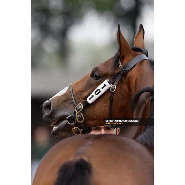 watching Relazione Settimo Milanese, 19th sept. 2008 ph. Stefano Grasso