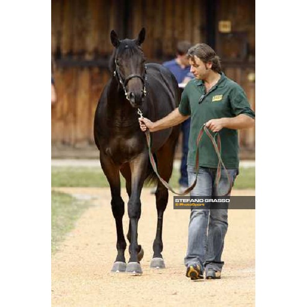 Lot 98 Roelandt Chris bought at 280.000 euro by Darley Settimo Milanese, 19th sept. 2008 ph. Stefano Grasso