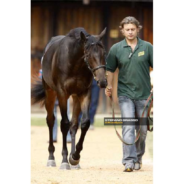 Lot 98 Roelandt Chris bought at 280.000 euro by Darley Settimo Milanese, 19th sept. 2008 ph. Stefano Grasso