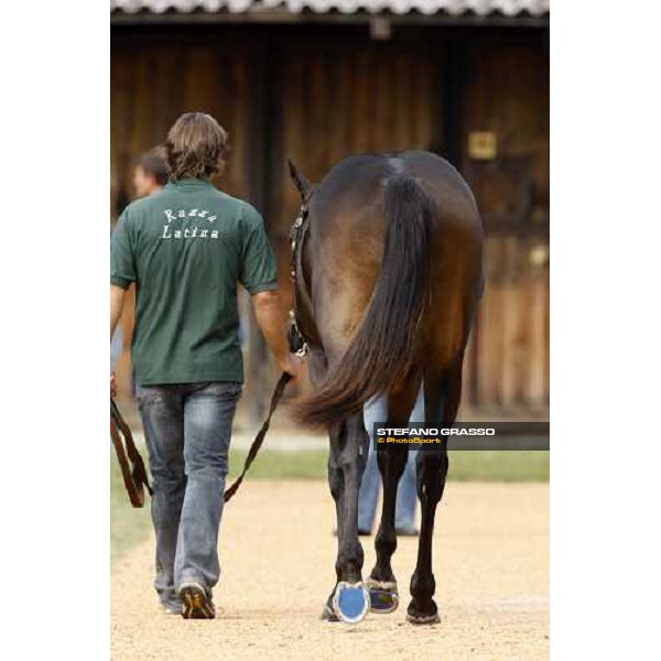 Lot 98 Roelandt Chris bought at 280.000 euro by Darley Settimo Milanese, 19th sept. 2008 ph. Stefano Grasso
