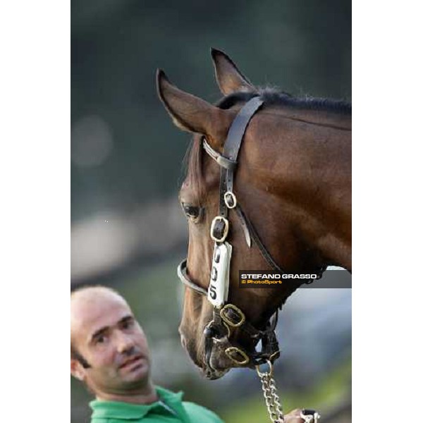 Lot 95 Pongo mb Zamindar and Pursuit of Charge bought at 100.000 euro by All. La Nuova Sbarra Settimo Milanese, 19th sept. 2008 ph. Stefano Grasso