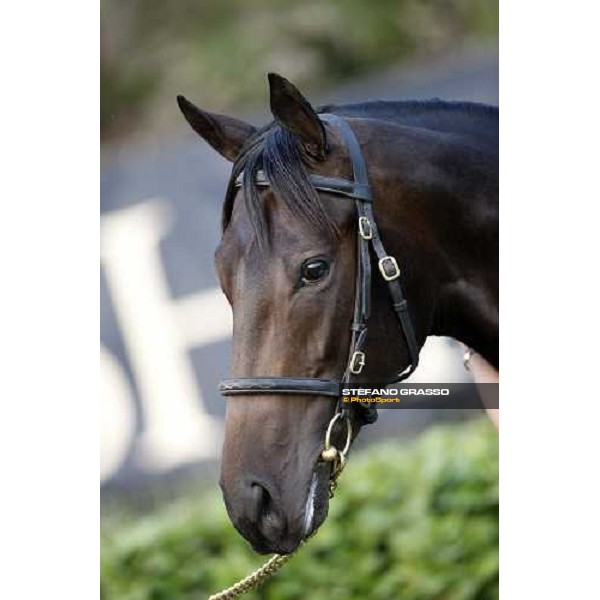 Lot 98 Roelandt Chris mb Shamardal and Rentless bought at 280.000 euro by Darley Settimo Milanese, 19th sept. 2008 ph. Stefano Grasso