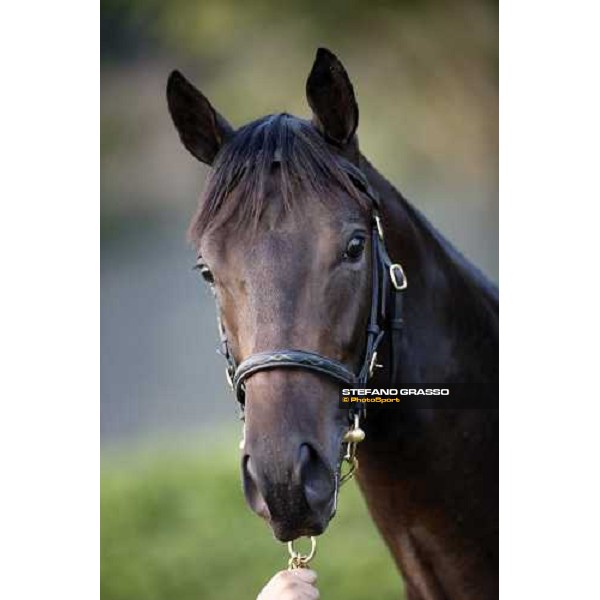 Lot 98 Roelandt Chris mb Shamardal and Rentless bought at 280.000 euro by Darley Settimo Milanese, 19th sept. 2008 ph. Stefano Grasso