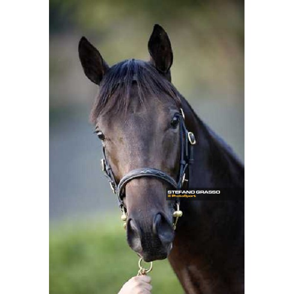 Lot 98 Roelandt Chris mb Shamardal and Rentless bought at 280.000 euro by Darley Settimo Milanese, 19th sept. 2008 ph. Stefano Grasso