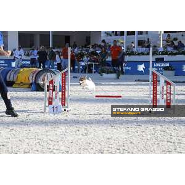 LGCT of Rome - Agility Dog display - Rome, Stadio dei Marmi, 9 September 2018 - ph.Stefano Grasso/LGCT