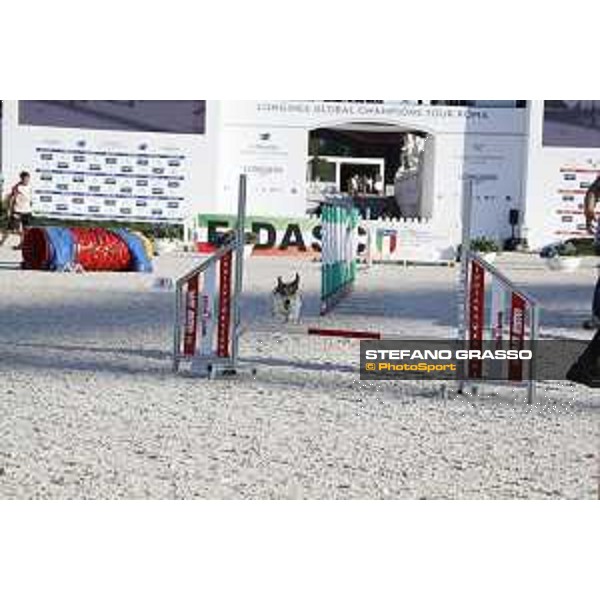 LGCT of Rome - Agility Dog display - Rome, Stadio dei Marmi, 9 September 2018 - ph.Stefano Grasso/LGCT