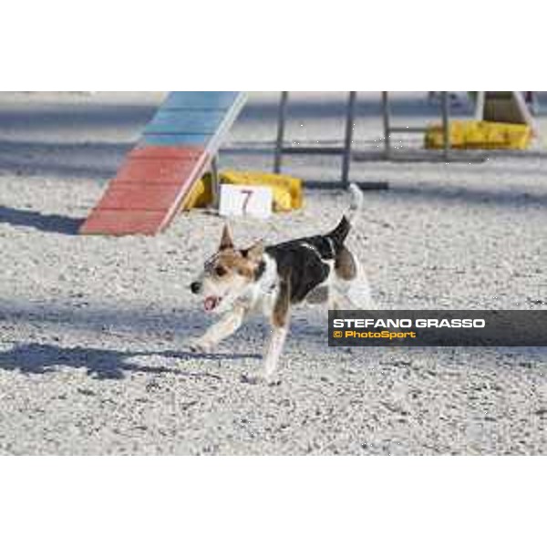 LGCT of Rome - Agility Dog display - Rome, Stadio dei Marmi, 9 September 2018 - ph.Stefano Grasso/LGCT