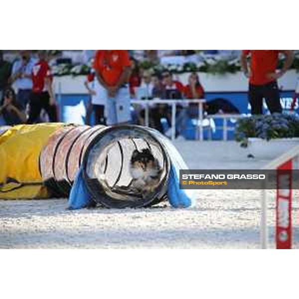 LGCT of Rome - Agility Dog display - Rome, Stadio dei Marmi, 9 September 2018 - ph.Stefano Grasso/LGCT