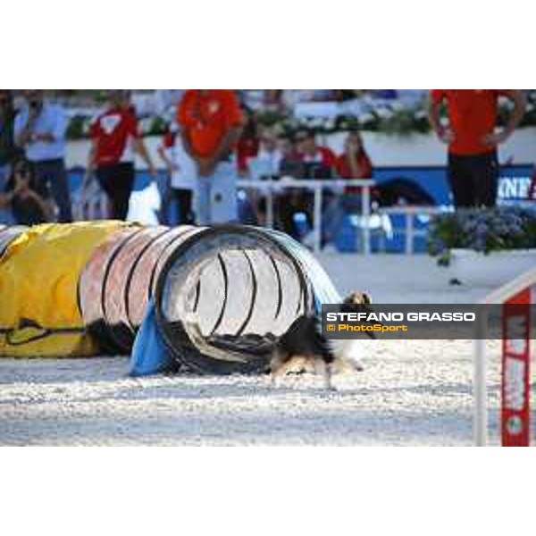 LGCT of Rome - Agility Dog display - Rome, Stadio dei Marmi, 9 September 2018 - ph.Stefano Grasso/LGCT