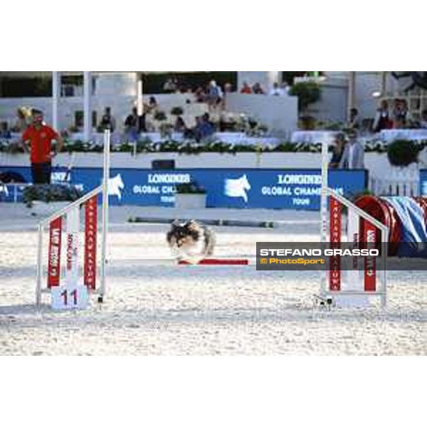 LGCT of Rome - Agility Dog display - Rome, Stadio dei Marmi, 9 September 2018 - ph.Stefano Grasso/LGCT
