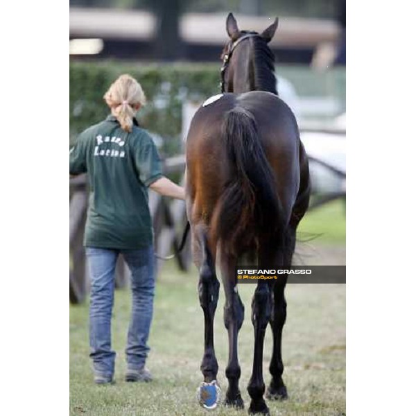 Lot 98 Roelandt Chris mb Shamardal and Rentless bought at 280.000 euro by Darley Settimo Milanese, 19th sept. 2008 ph. Stefano Grasso