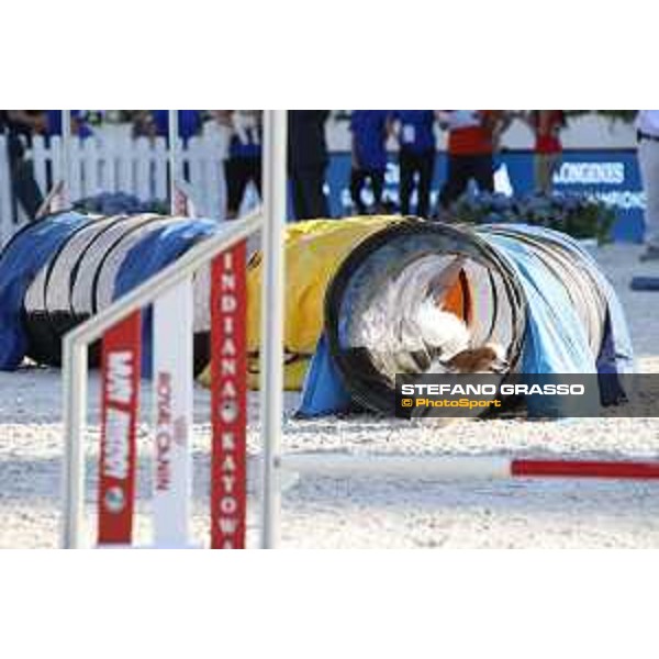 LGCT of Rome - Agility Dog display - Rome, Stadio dei Marmi, 9 September 2018 - ph.Stefano Grasso/LGCT