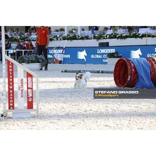 LGCT of Rome - Agility Dog display - Rome, Stadio dei Marmi, 9 September 2018 - ph.Stefano Grasso/LGCT