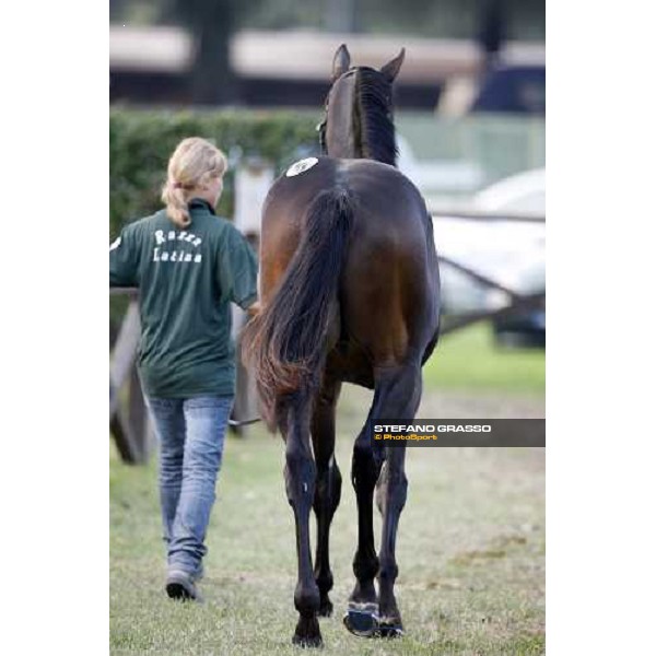Lot 98 Roelandt Chris mb Shamardal and Rentless bought at 280.000 euro by Darley Settimo Milanese, 19th sept. 2008 ph. Stefano Grasso
