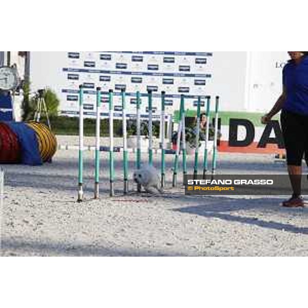 LGCT of Rome - Agility Dog display - Rome, Stadio dei Marmi, 9 September 2018 - ph.Stefano Grasso/LGCT