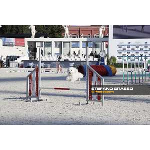 LGCT of Rome - Agility Dog display - Rome, Stadio dei Marmi, 9 September 2018 - ph.Stefano Grasso/LGCT
