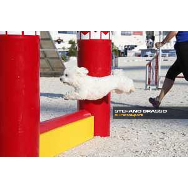 LGCT of Rome - Agility Dog display - Rome, Stadio dei Marmi, 9 September 2018 - ph.Stefano Grasso/LGCT