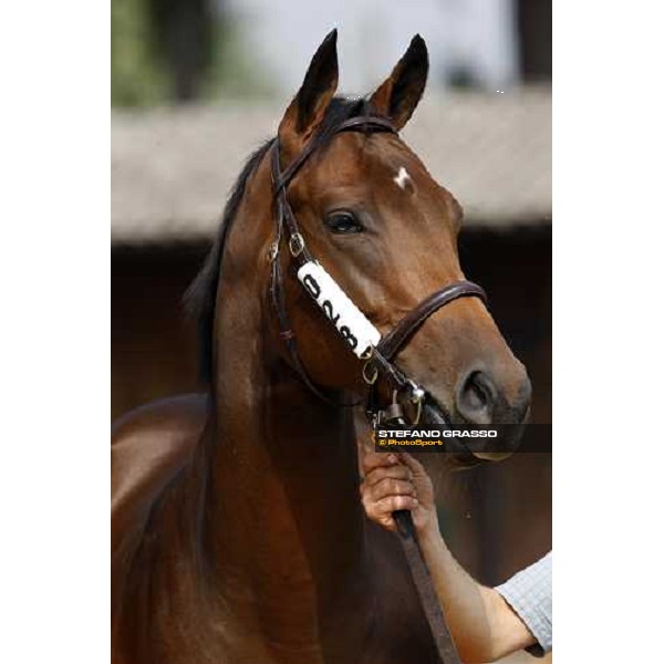 Lot 28 N. mb Invincible Spirit and Carya bought at 120.000 euro by Bobby O\'Ryan Settimo Milanese, 19th sept. 2008 ph. Stefano Grasso