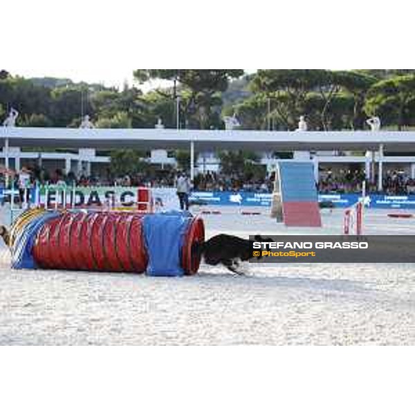 LGCT of Rome - Agility Dog display - Rome, Stadio dei Marmi, 9 September 2018 - ph.Stefano Grasso/LGCT