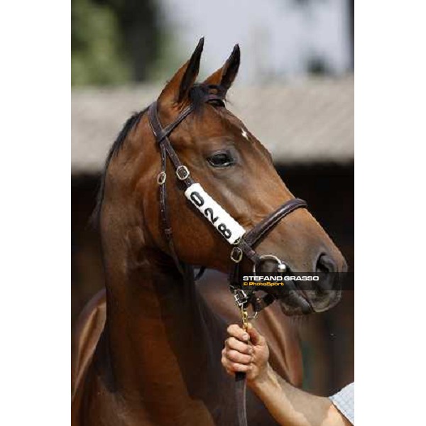 Lot 28 N. mb Invincible Spirit and Carya bought at 120.000 euro by Bobby O\'Ryan Settimo Milanese, 19th sept. 2008 ph. Stefano Grasso