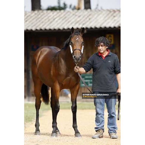 Lot 28 N. mb Invincible Spirit and Carya bought at 120.000 euro by Bobby O\'Ryan Settimo Milanese, 19th sept. 2008 ph. Stefano Grasso