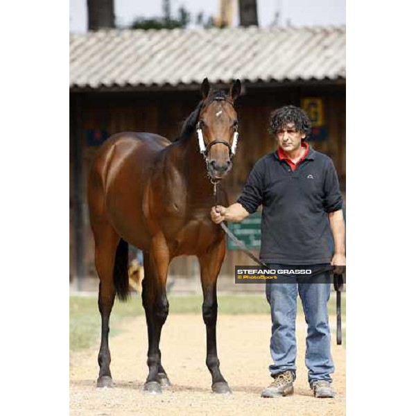 Lot 28 N. mb Invincible Spirit and Carya bought at 120.000 euro by Bobby O\'Ryan Settimo Milanese, 19th sept. 2008 ph. Stefano Grasso