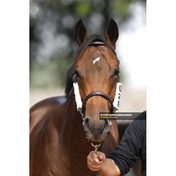 Lot 28 N. mb Invincible Spirit and Carya bought at 120.000 euro by Bobby O\'Ryan Settimo Milanese, 19th sept. 2008 ph. Stefano Grasso