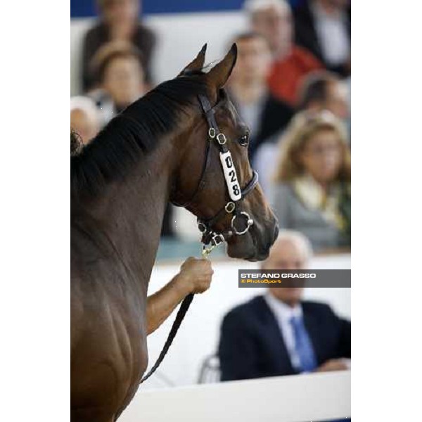 Lot 28 N. Invincible Spirit and Carya bought at 120.000 euro by Bobby O\' Ryan Settimo Milanese, 19th sept. 2008 ph. Stefano Grasso