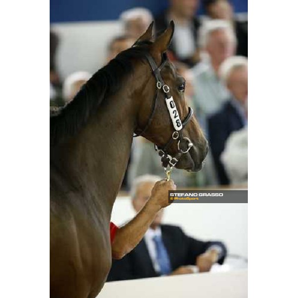 Lot 28 N. Invincible Spirit and Carya bought at 120.000 euro by Bobby O\' Ryan Settimo Milanese, 19th sept. 2008 ph. Stefano Grasso