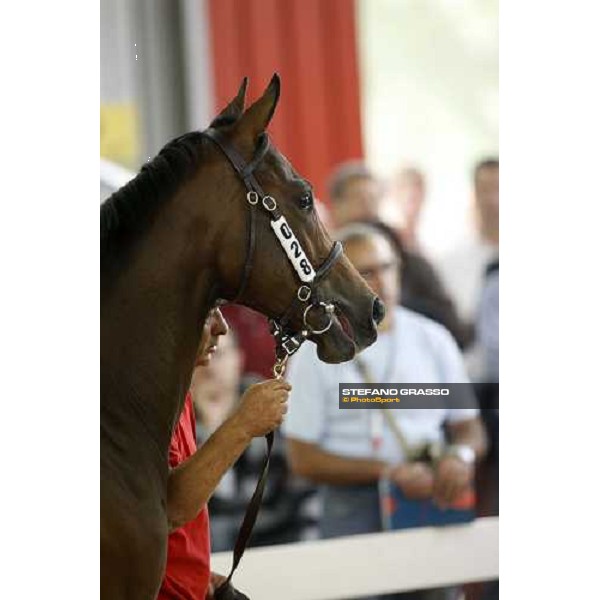 Lot 28 N. Invincible Spirit and Carya bought at 120.000 euro by Bobby O\' Ryan Settimo Milanese, 19th sept. 2008 ph. Stefano Grasso