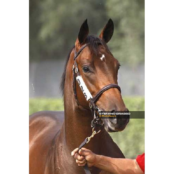 Lot 28 N. Invincible Spirit and Carya bought at 120.000 euro by Bobby O\' Ryan Settimo Milanese, 19th sept. 2008 ph. Stefano Grasso