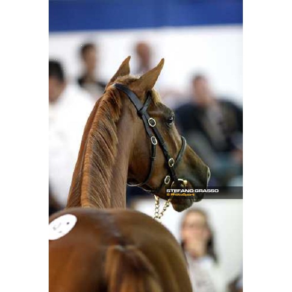 Lot 92 Plushenko ms Galileo and Perg bought at 185.000 euro by Anthony Stroud Settimo Milanese, 19th sept. 2008 ph. Stefano Grasso