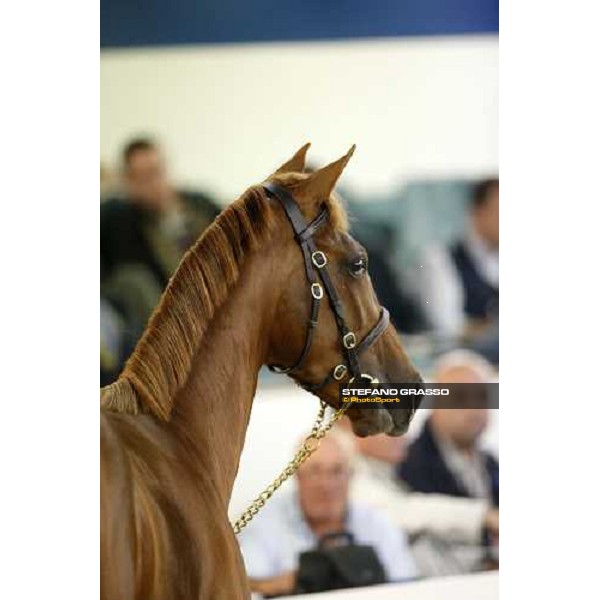 Lot 92 Plushenko ms Galileo and Perg bought at 185.000 euro by Anthony Stroud Settimo Milanese, 19th sept. 2008 ph. Stefano Grasso