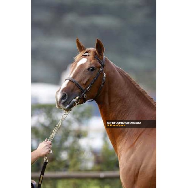 Lot 92 Plushenko ms Galileo and Perg bought at 185.000 euro by Anthony Stroud Settimo Milanese, 19th sept. 2008 ph. Stefano Grasso