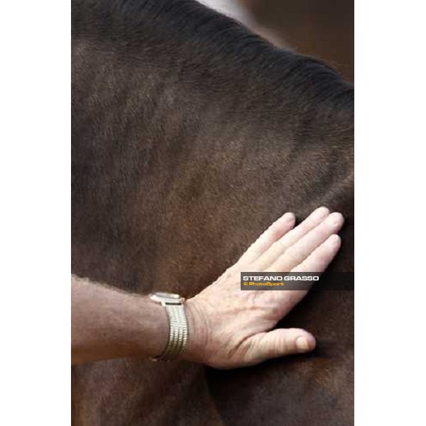 Selected Yearlings Sales Settimo Milanese, 19-20th sept. 2008 ph. Stefano Grasso