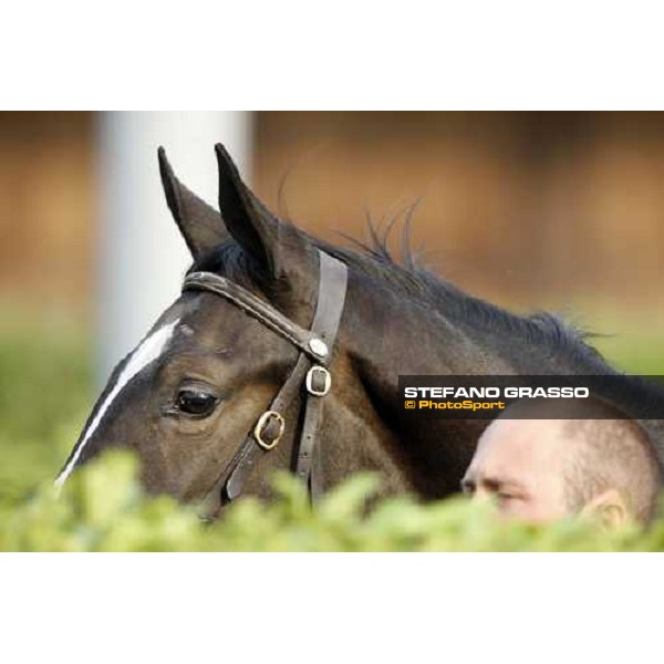 Selected Yearlings Sales Settimo Milanese, 19-20th sept. 2008 ph. Stefano Grasso