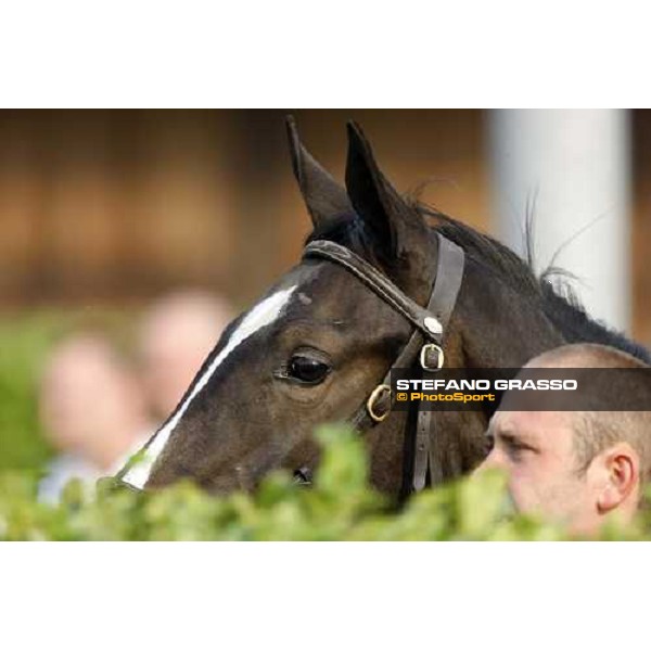 Selected Yearlings Sales Settimo Milanese, 19-20th sept. 2008 ph. Stefano Grasso