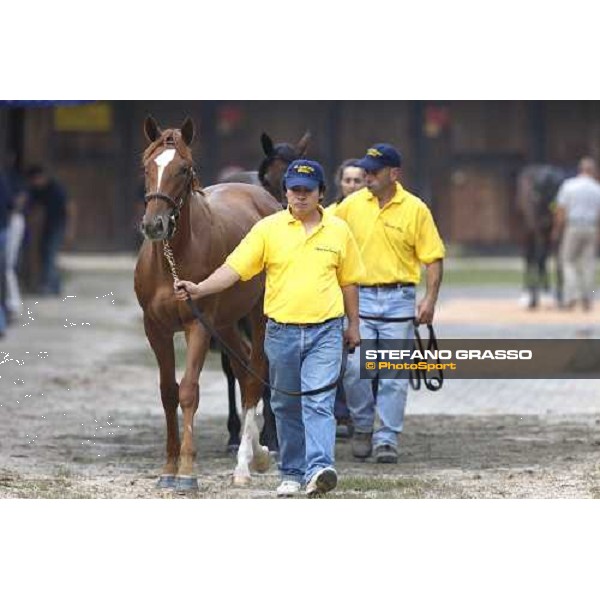 Selected Yearlings Sales Settimo Milanese, 19-20th sept. 2008 ph. Stefano Grasso