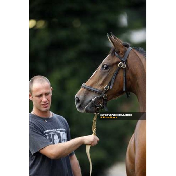 Selected Yearlings Sales Settimo Milanese, 19-20th sept. 2008 ph. Stefano Grasso