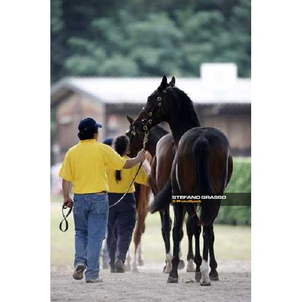 Selected Yearlings Sales Settimo Milanese, 19-20th sept. 2008 ph. Stefano Grasso