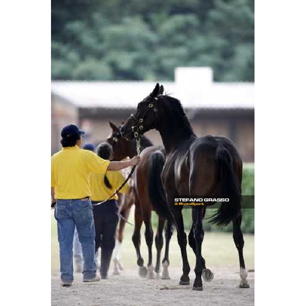 Selected Yearlings Sales Settimo Milanese, 19-20th sept. 2008 ph. Stefano Grasso