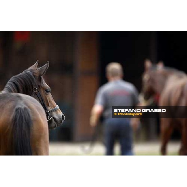 Selected Yearlings Sales Settimo Milanese, 19-20th sept. 2008 ph. Stefano Grasso