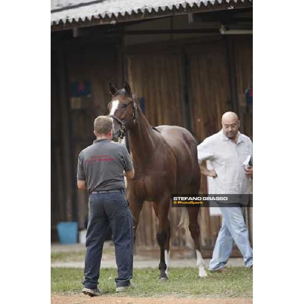 Selected Yearlings Sales Settimo Milanese, 19-20th sept. 2008 ph. Stefano Grasso