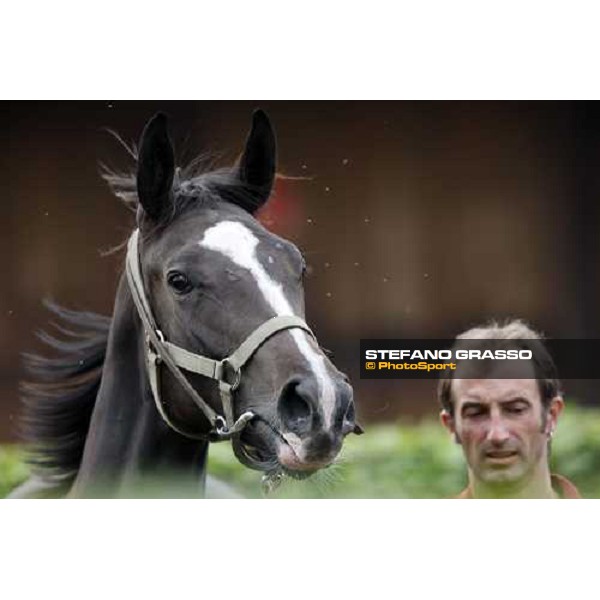 Selected Yearlings Sales Settimo Milanese, 19-20th sept. 2008 ph. Stefano Grasso