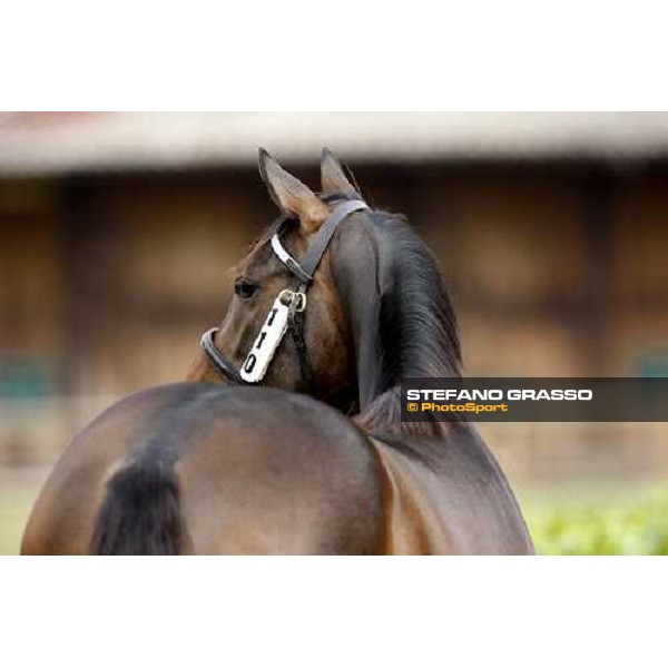 Selected Yearlings Sales Settimo Milanese, 19-20th sept. 2008 ph. Stefano Grasso
