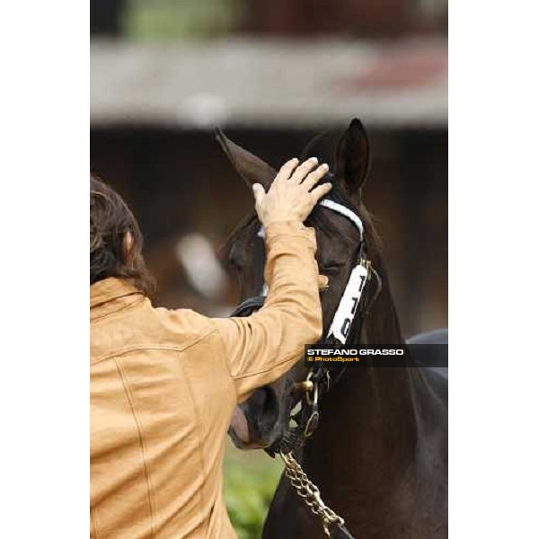 Selected Yearlings Sales Settimo Milanese, 19-20th sept. 2008 ph. Stefano Grasso