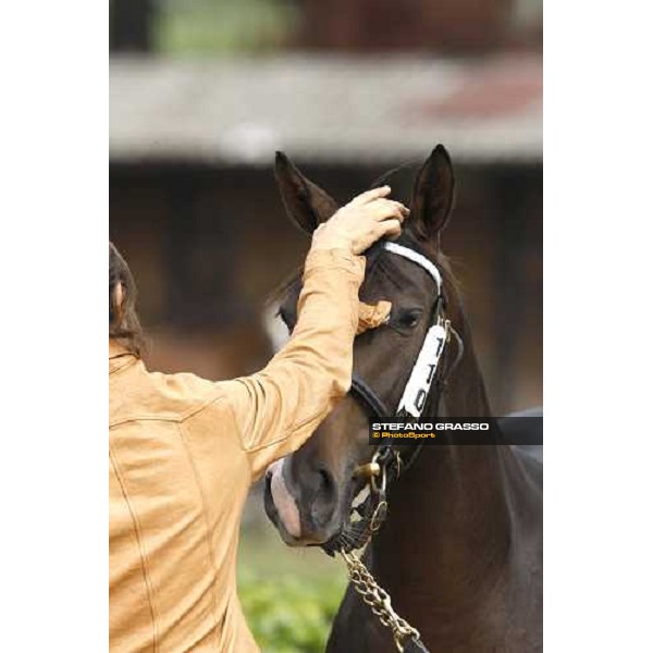 Selected Yearlings Sales Settimo Milanese, 19-20th sept. 2008 ph. Stefano Grasso